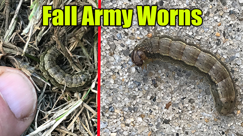 fall army worms in bermuda grass