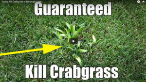 kill crabgrass in bermuda