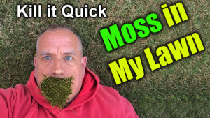 kill moss in lawn