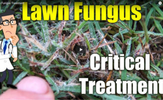 lawn fungus bermuda grass