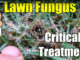 lawn fungus bermuda grass