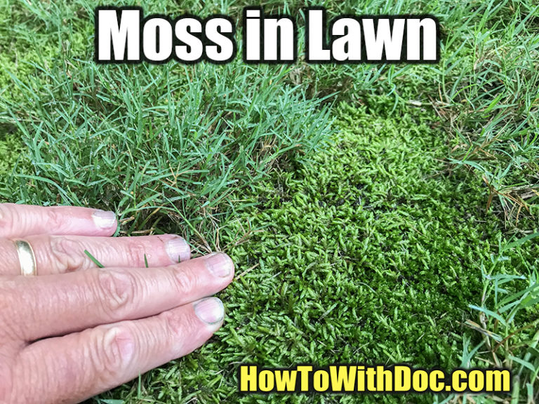 Kill Moss in Lawn How To