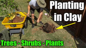 planting in clay soil