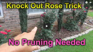 pruning knock out roses