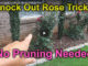 pruning knock out roses