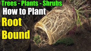 root bound plants