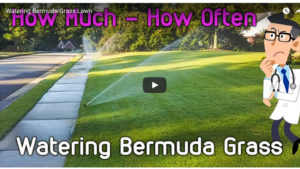 watering bermuda lawns