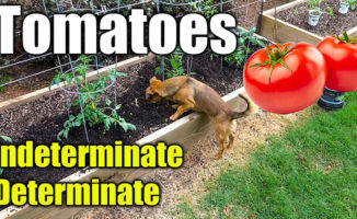 best tomatoes to plant