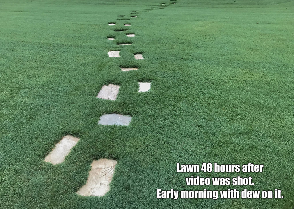 cutting-wet-lawn-early-morning-bermuda-grass-care