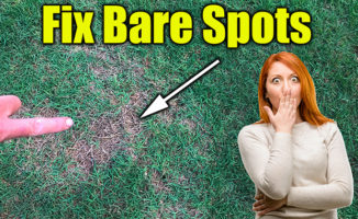 fix lawn bare spots