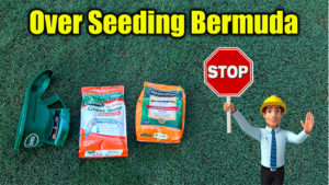 over seeding bermuda grass