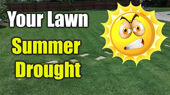 summer lawn care drought