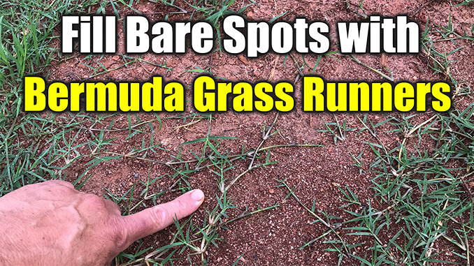fix bare spots bermuda grass
