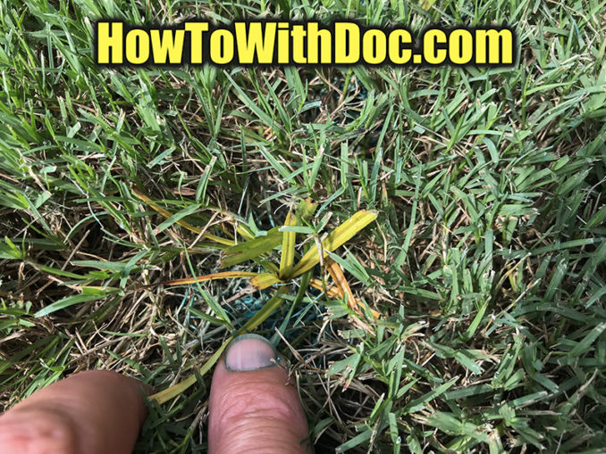 Kill Nutsedge in Lawn Uncategorized