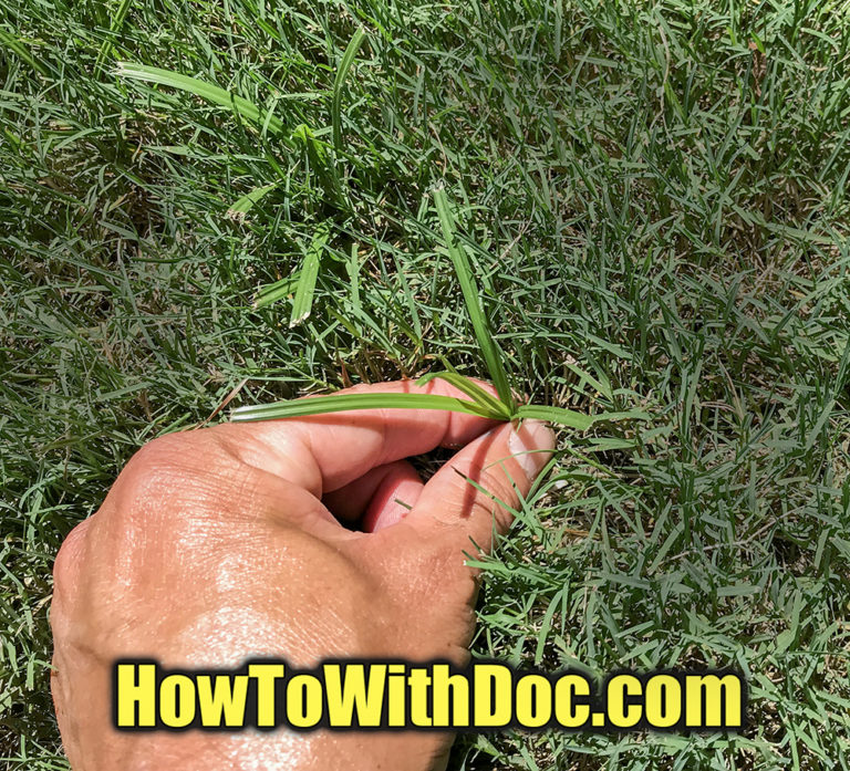 Kill Nutsedge in Lawn Uncategorized