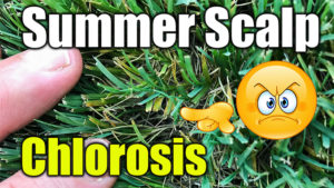 summer lawn scalp chlorosis