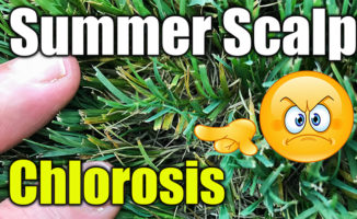 summer lawn scalp chlorosis