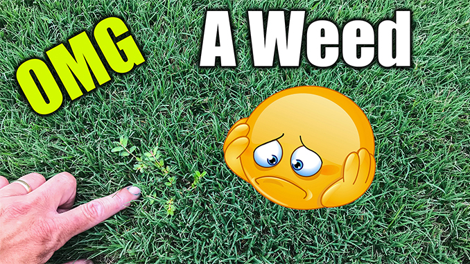 summer weeds in bermuda lawn