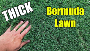 thick bermuda grass