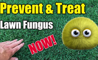 treat lawn disease fungus