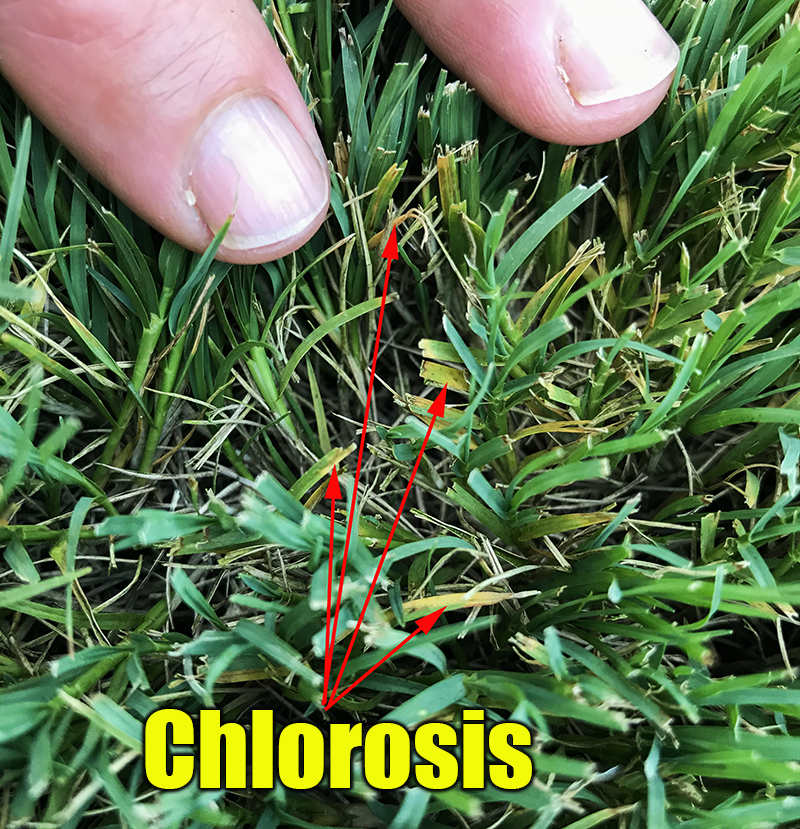 yellow grass chlorosis