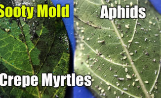 kill aphids black leaves crepe mytrles