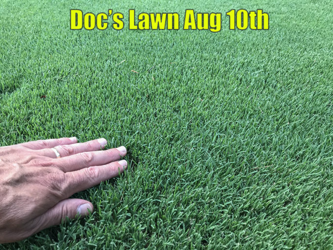 Liquid Lawn Fertilizers and Nutrient Sprays Bermuda Grass Care