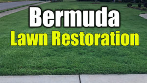 bermuda lawn restoration