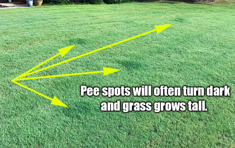 Dog Urine Pee Spots on Lawn Bermuda Grass Care