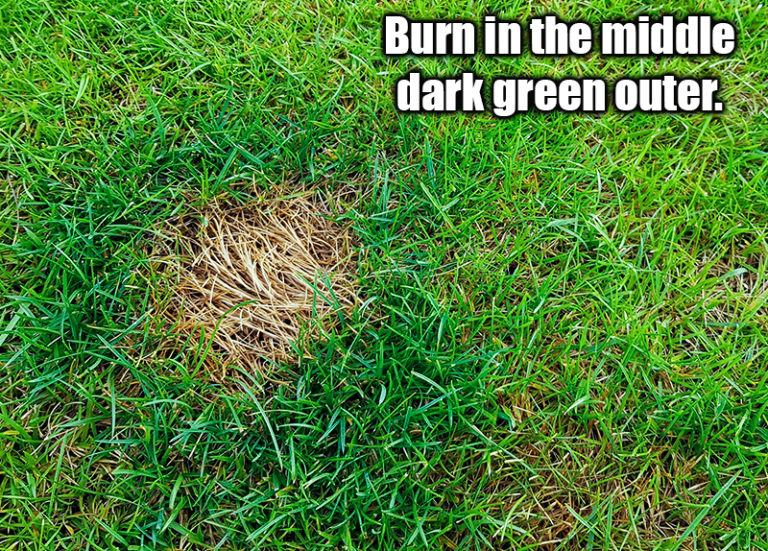 Dog Urine Pee Spots on Lawn Bermuda Grass Care
