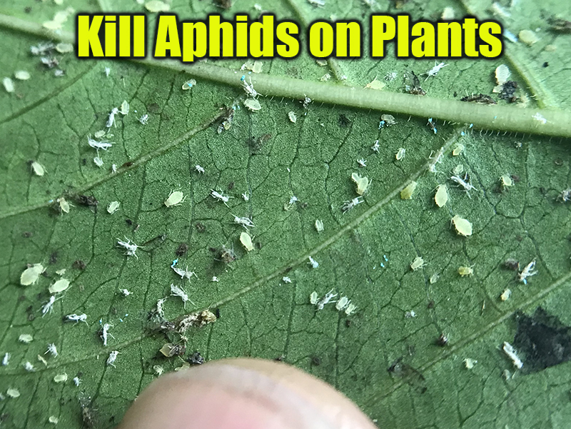 killing aphids