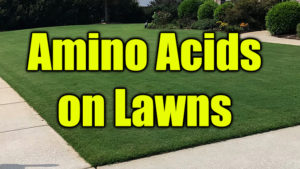 amino acids on lawns