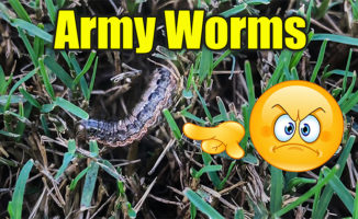 army worms in lawn