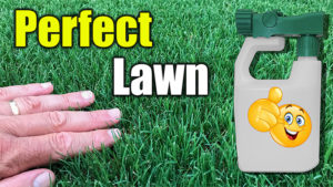 green up lawn fast