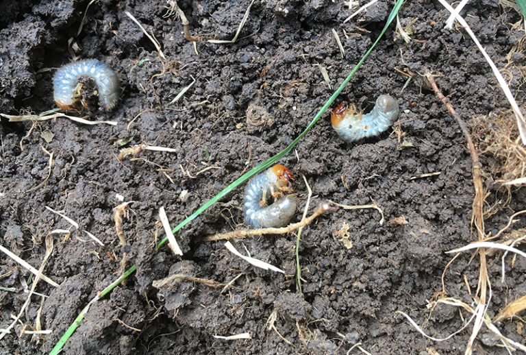 Kill Grubs in Lawn Bermuda Grass Care