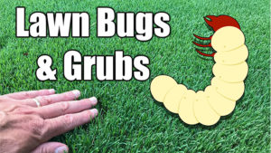 lawn bugs and grubs