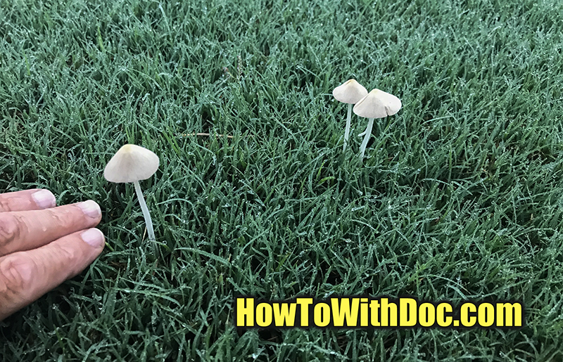 mushroom growing in lawn