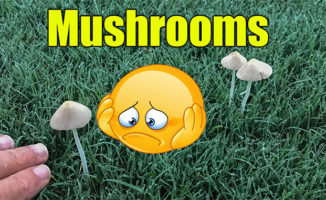 mushrooms in lawn