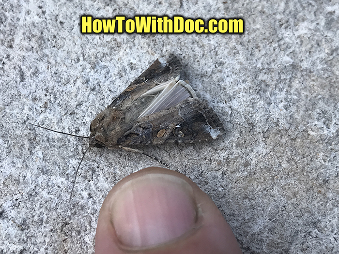 army worm moth male