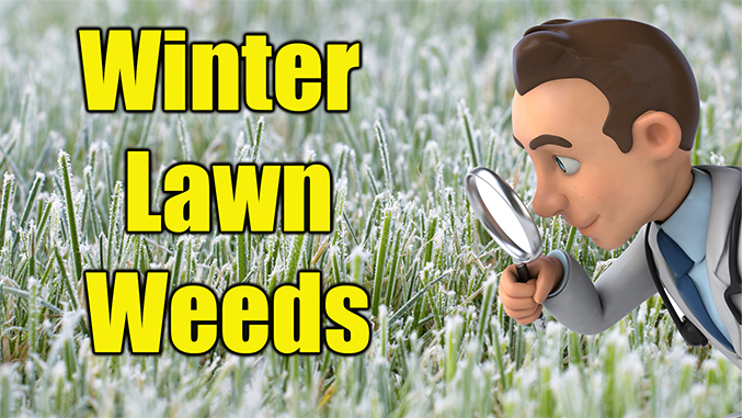 killing winter lawn weeds