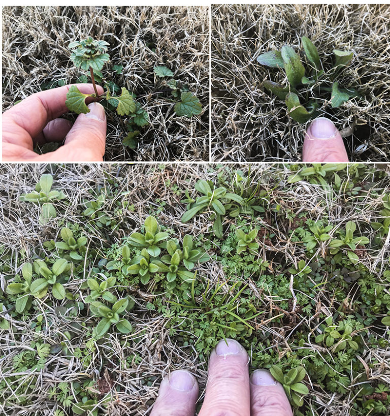 Kill Winter Lawn Weeds Lawn Weed Control