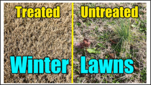 winter lawn weeds treatments