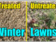 winter lawn weeds treatments