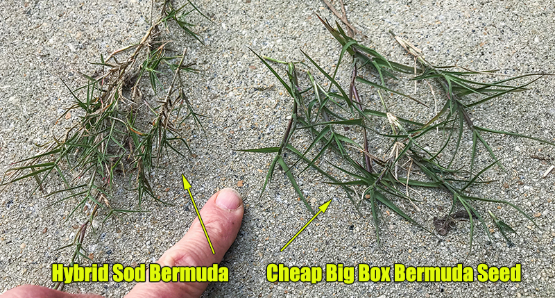 Can You Buy Bermuda Grass Seed Ultimate Guide To Quality Lawns Can You Buy Bermuda Grass Seed Ultimate Guide To Quality Lawns