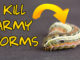 kill armyworms lawn