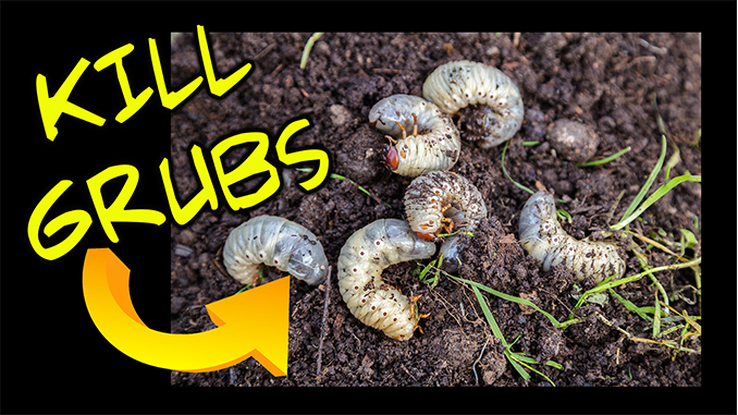 How to Defeat Lawn Grubs