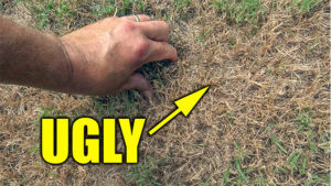 fix ugly bermuda lawn