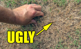 fix ugly bermuda lawn
