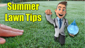 summer lawn care tips