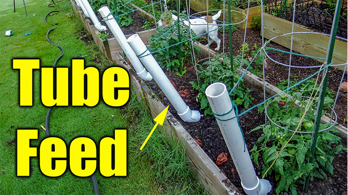 tomato garden watering